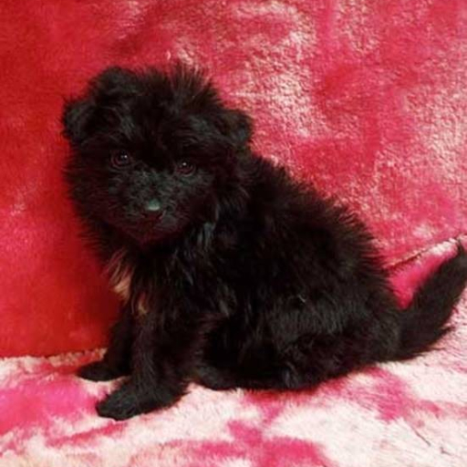 Onyx 2